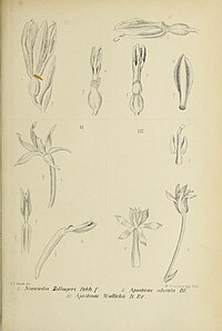 fig. 1 Neuwiedia zollingeri fig. 2 Apostasia odorata fig. 3 Apostasia wallichii