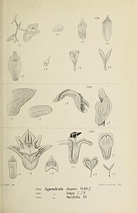 fig. 404 Appendicula elegans fig. 405 Appendicula longa fig. 406 Appendicula buxifolia