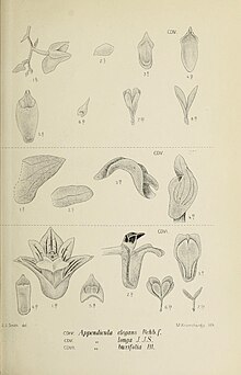 Die Orchideen von Java - рис. 404-406 (1912) .jpg