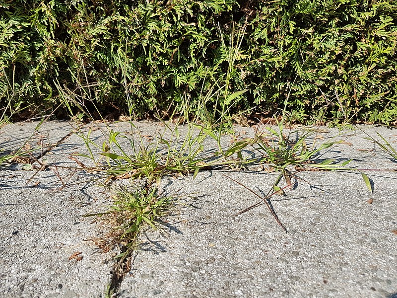 File:Digitaria sanguinalis subsp. pectiniformis sl13.jpg