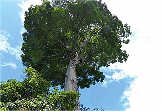 <i>Dinizia jueirana-facao</i> Species of Brazilian rainforest tree