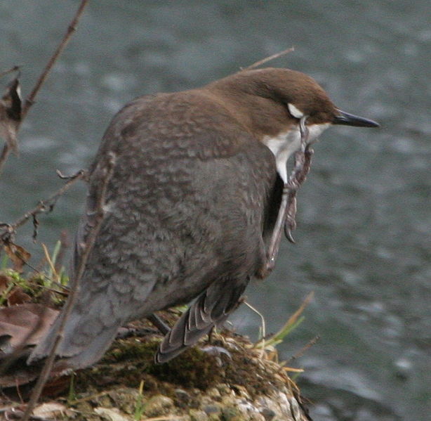 File:Dipper scratching.JPG