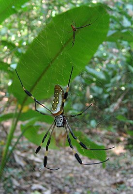 Golden silk spider (female below, male above)