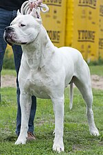 Miniatura para Dogo argentino