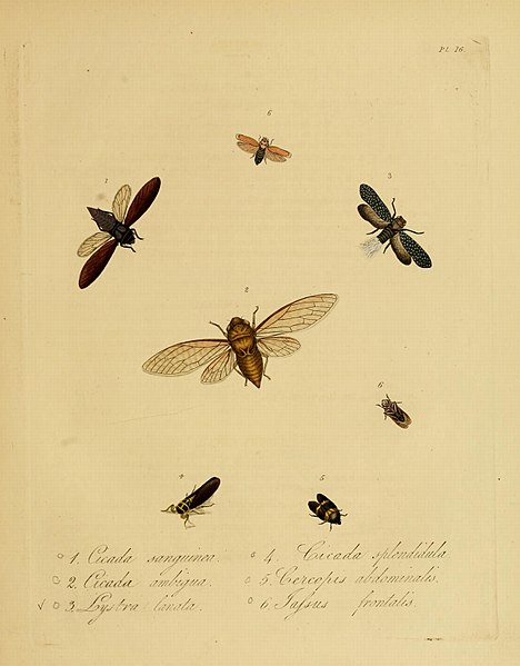 File:Donovan - Insects of China, 1838 - pl 16.jpg