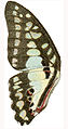 Underside of wing from Seitz Macrolepidoptera