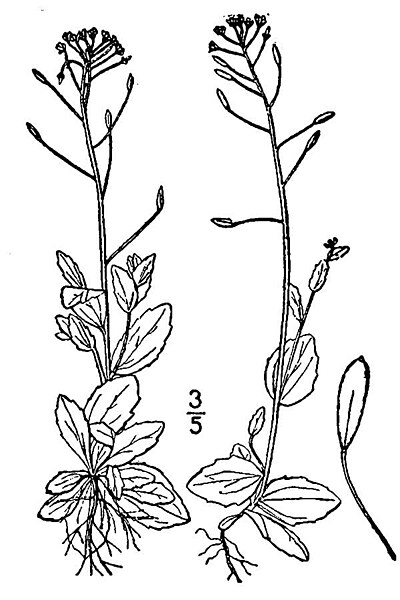 File:Draba nemorosa BB-1913.jpg