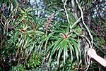 Thumbnail for Dracophyllum latifolium