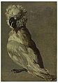 Drawing, A White-Brown Cockatoo, 1610–50 (CH 18314517).jpg