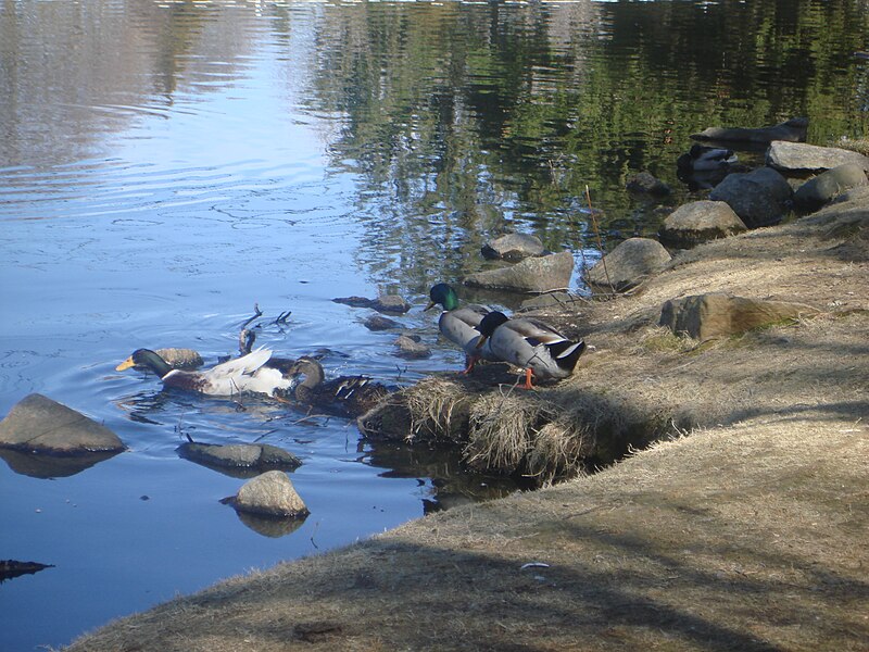 File:Ducks at the Miller Place Duck Pond.JPG