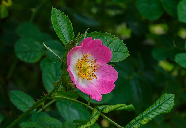 une rose simple à cinq pétales de couleur rose