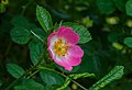 Duinroos (Rosa pimpinellifolia). Locatie, De Kruidhof Kruidentuin in Friesland.jpg