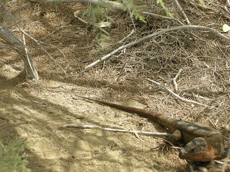 File:Dune di maspalomas, lagartos 12.JPG