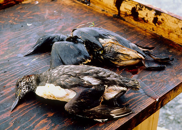 Seabirds killed by the Exxon Valdez oil spill in Alaska's Prince William Sound. The spill in March 1989 dumped approximately 10.8 million US gallons o