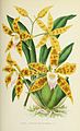 Oncidium spectatissimum (as syn. Odontoglossum triumphans) plate 30 in: Émile de Puydt: Les orchidées (1880)