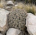 Echinocereus triglochidiatus