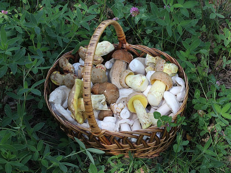 File:Edible fungi in basket 2012 G2.jpg