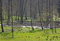 Eifgenbachtal humid biotope.jpg