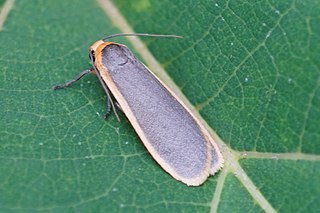 <i>Manulea japonica</i> Species of moth