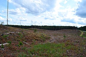 Marcinkonių geomorfologinis draustinis. Iškirstų miškų plynios šalia Varėnos–Druskininkų kelio