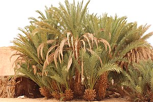 Ein Khadra Desert Oasis 00 (44).JPG