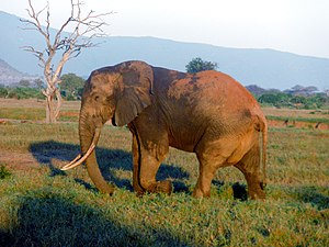 Elephantidae: Caratteristiche, Anatomia, Altre specie