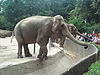 Elephant feeding in the Hagenbeck Zoo