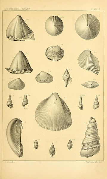 File:Eleventh annual report of the United States Geological and Geographical Survey of the Territories BHL40376921.jpg