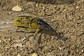 * Nomeação Elongated bean weevil (Lixus pulverulentus) --Charlesjsharp 08:15, 3 June 2024 (UTC) * Revisão necessária