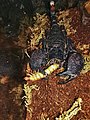 Young female emperor scorpion kept as a pet