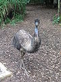 Emu