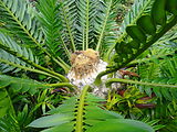 Encephalartos altensteinii, Parque Terra Nostra, Furnas, Azoren