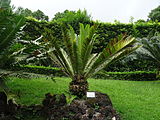 Encephalartos lebomboensis, Parque Terra Nostra, Furnas, Azoren