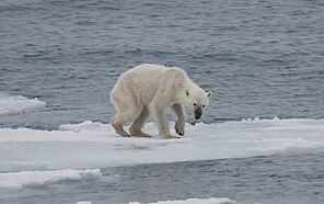 An emaciated polar bear stands atop the remains of a melting ice floe.