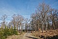 * Nomination Entering a forest in Fagne Tirifaye, Waimes, Belgium (VeloTour intersection 83-to-84, DSCF3664) --Trougnouf 00:04, 25 February 2018 (UTC) * Decline Sorry, unsharp --Jacek Halicki 00:09, 25 February 2018 (UTC)  Comment Sorry I should have noticed and not nominated this f/18 accident --Trougnouf 00:20, 25 February 2018 (UTC)