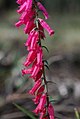 Epacris impressa (Ericaceae)