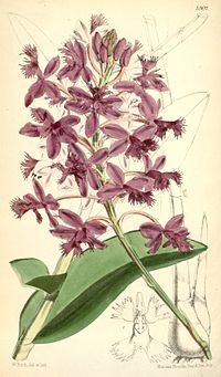 Epidendrum jamiesonis (as syn. Epidendrum evectum) - Curtis' 97 (Ser. 3 no. 27) pl. 5902 (1871).jpg