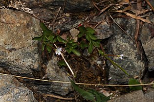 Epilobium clavatum