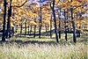 Érables sur le mont Royal