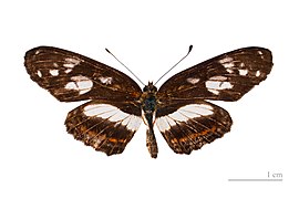 Museum specimen ♂ dorsal side