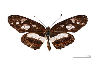 <i>Eresia nauplius</i> species of insect