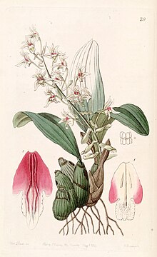 Eria bractescens - Edwards vol 30 (NS 7) pl 29 (1844) .jpg