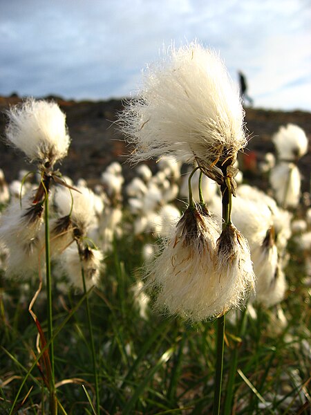 Eriophorum angustifolium