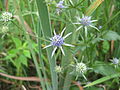 Thumbnail for Eryngium integrifolium