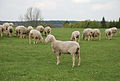 Ovins de la race ovine de l'Est à laine mérinos