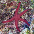 * Nomination Purple starfish (Ophidiaster ophidianus), Cabo de Palos, Spain --Poco a poco 05:19, 8 June 2023 (UTC) * Promotion Good quality --Llez 08:50, 8 June 2023 (UTC)