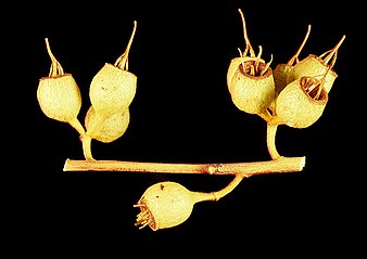 fruit Eucalyptus flocktoniae fruit.jpg