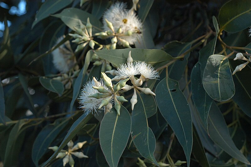 File:Eucalyptus robusta Swamp Mahogany Flowers (5597569634).jpg