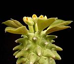 Euphorbia neoreflexa ies.jpg