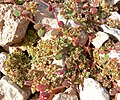 In Red Rock Canyon, Nevada